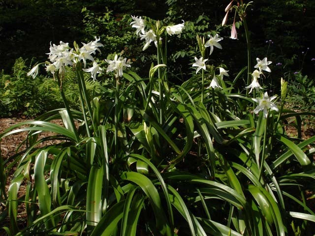 Crinum x powellii 'Album'