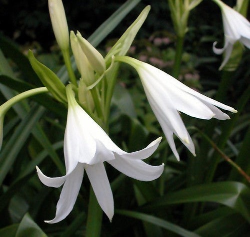 Crinum x powellii 'Album'