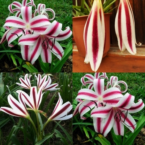 Crinum x powellii 'Cintho Alpha'