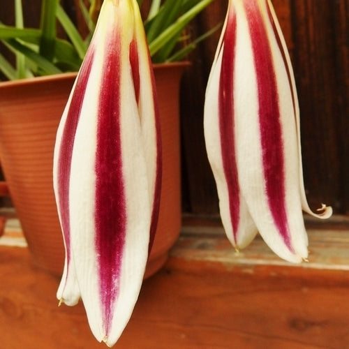 Crinum x powellii 'Cintho Alpha'