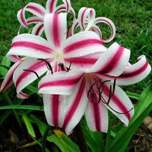 Crinum x powellii 'Cintho Alpha'