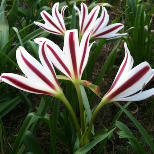 Crinum x powellii 'Cintho Alpha'