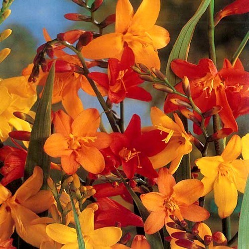 Crocosmia x crocosmiiflora 'Mix'
