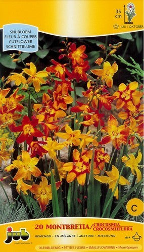 Crocosmia x crocosmiiflora 'Mix'