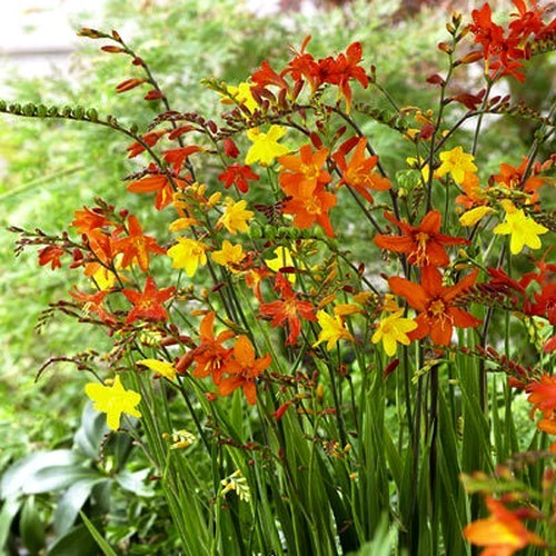 Crocosmia x crocosmiiflora 'Mix'