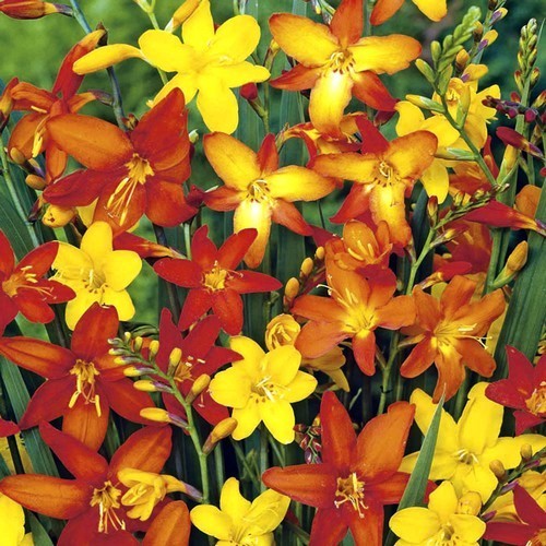 Crocosmia x crocosmiiflora 'Mix'