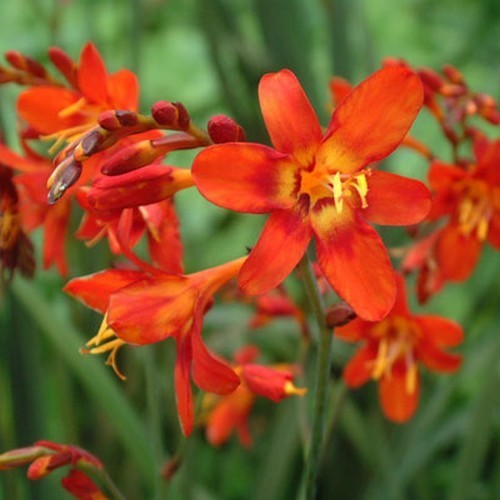 Crocosmia hybrida 'Babylon'