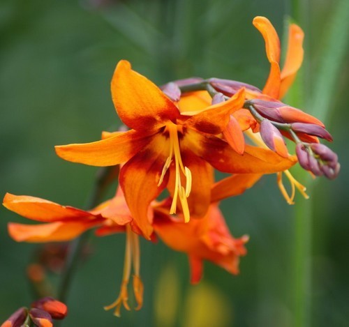 Crocosmia hybrida 'Emily Mckenzie'