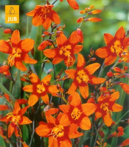 Crocosmia hybrida 'Emily Mckenzie'