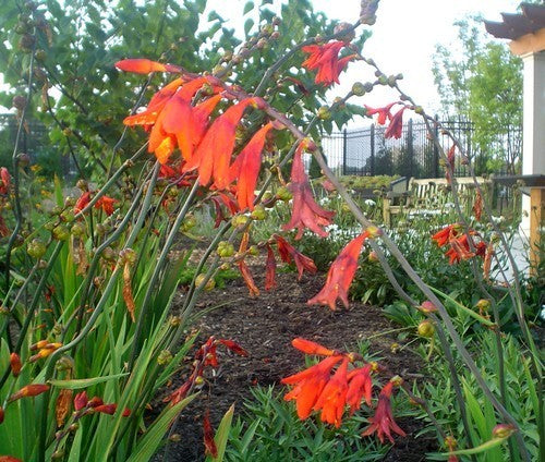 Crocosmia hybrida 'Emily Mckenzie'