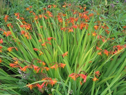 Crocosmia hybrida 'Emily Mckenzie'