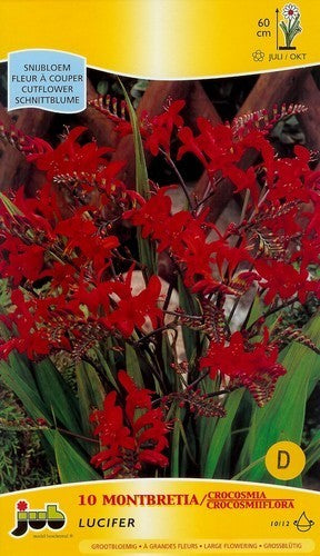 Crocosmia hybrida 'Lucifer'