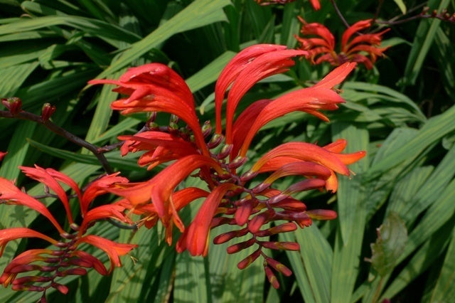 Crocosmia hybrida 'Lucifer'
