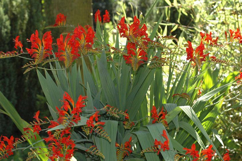 Crocosmia hybrida 'Lucifer'
