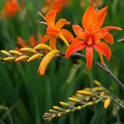 Crocosmia hybrida 'Orange Triumph'