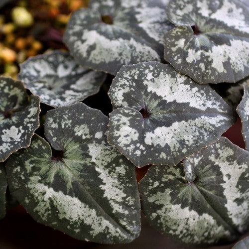 Cyclamen cyprium