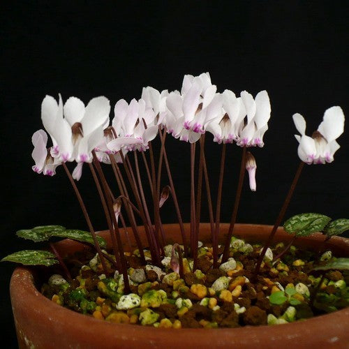 Cyclamen cyprium