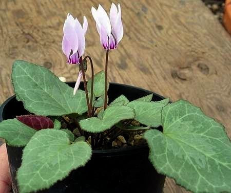 Cyclamen graecum 'Glyfada'