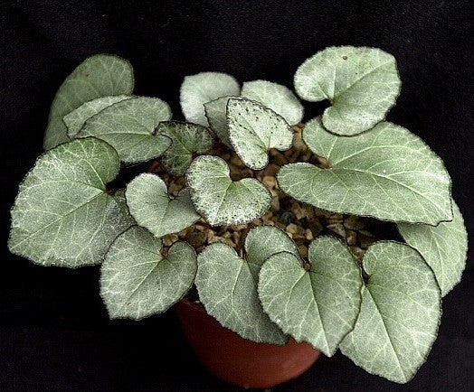 Cyclamen graecum 'Glyfada'