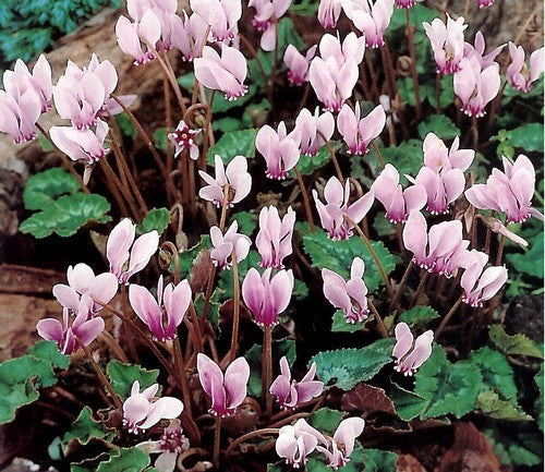 Cyclamen hederifolium