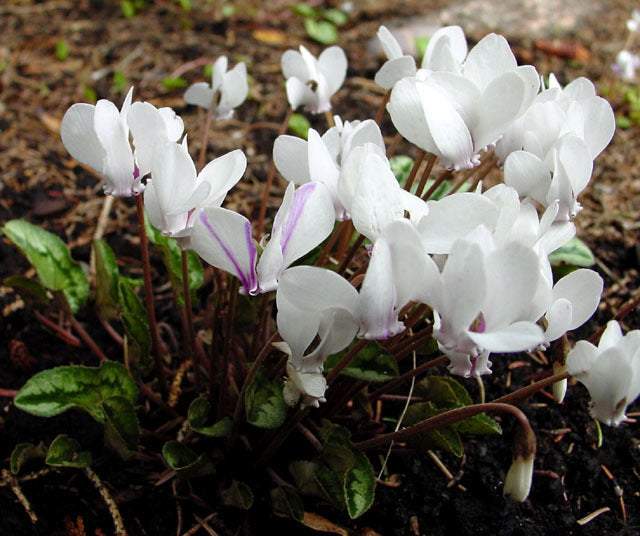 Cyclamen hederifolium 'Album'