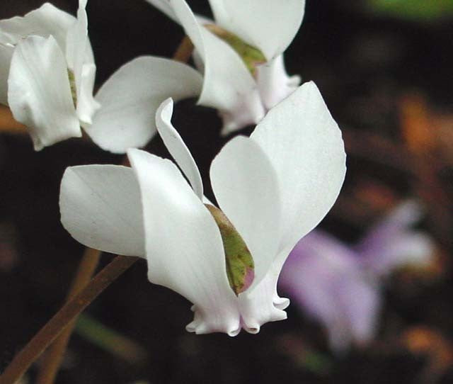Cyclamen hederifolium 'Album'