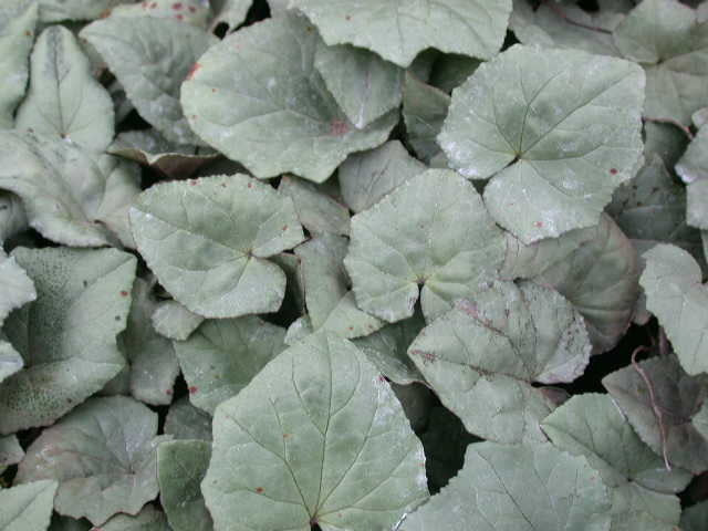 Cyclamen hederifolium 'Silver Leaved'