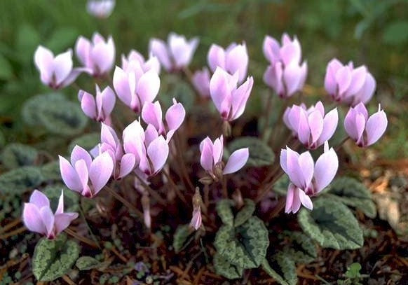 Cyclamen cilicium