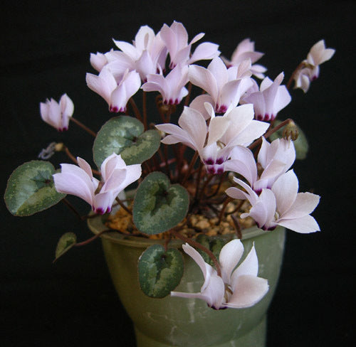 Cyclamen cilicium