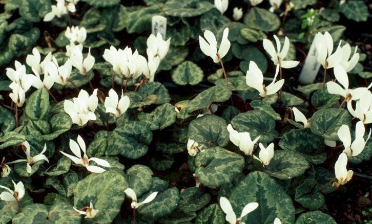 Cyclamen cilicium 'Album'