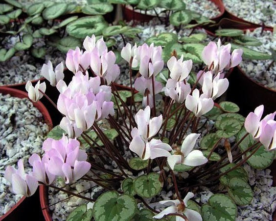 Cyclamen intaminatum