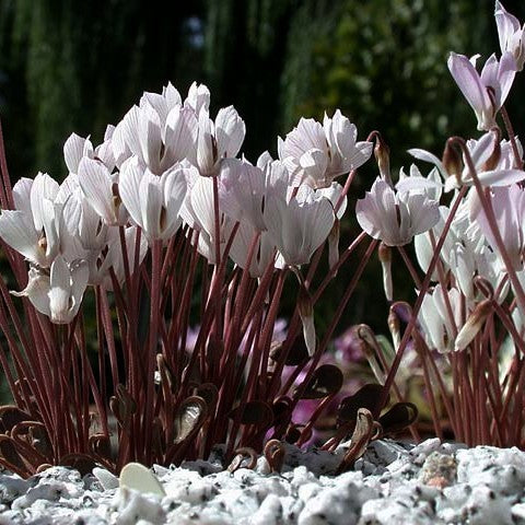 Cyclamen intaminatum
