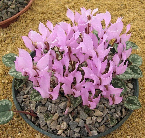 Cyclamen mirabile