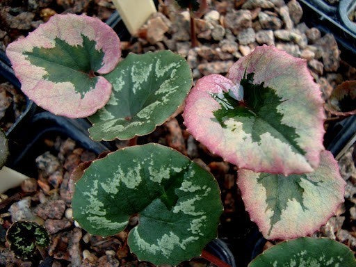 Cyclamen mirabile