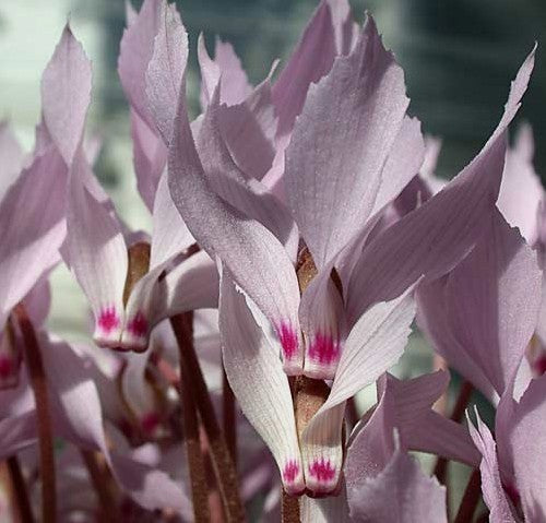 Cyclamen mirabile