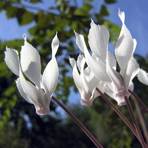 Cyclamen mirabile 'Album'