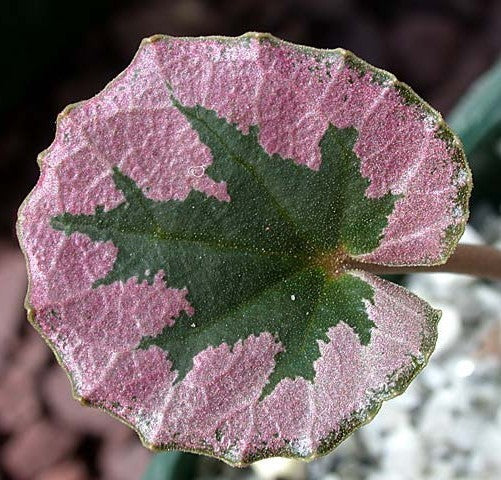 Cyclamen mirabile 'Album'