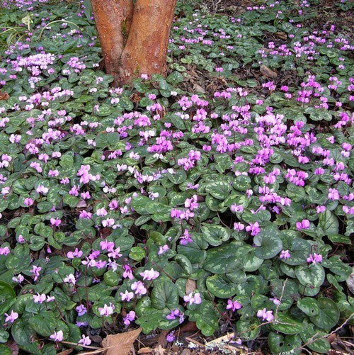 Cyclamen coum