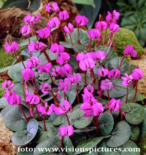 Cyclamen coum 'Rubrum'