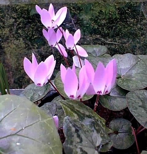 Cyclamen libanoticum