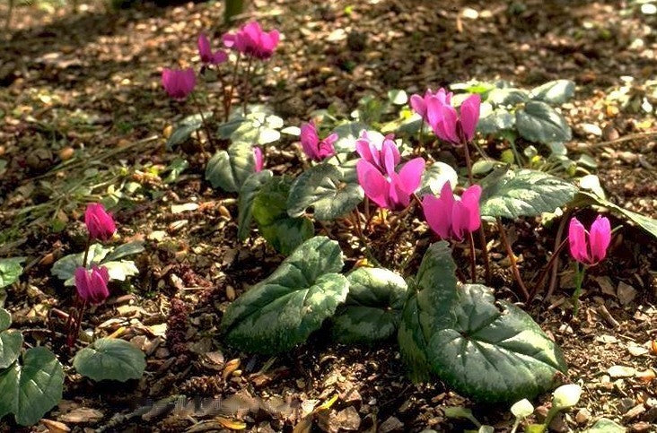 Cyclamen pseudibericum