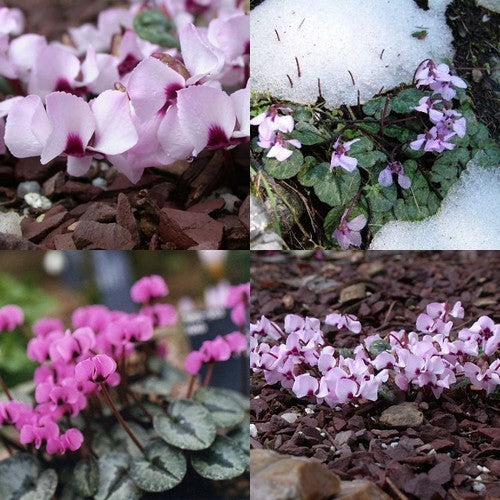 Cyclamen alpinum