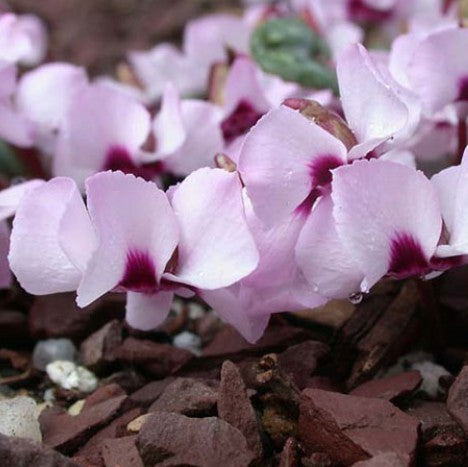 Cyclamen alpinum