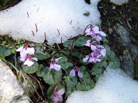 Cyclamen alpinum