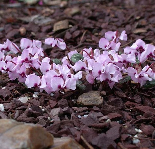 Cyclamen alpinum