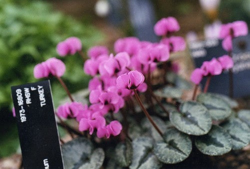 Cyclamen alpinum