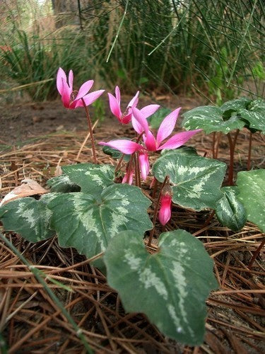 Cyclamen repandum