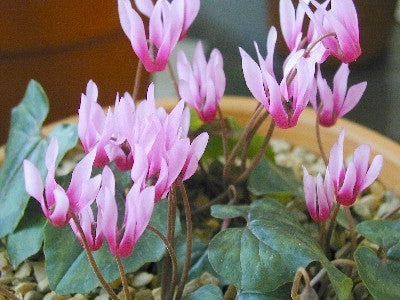 Cyclamen repandum