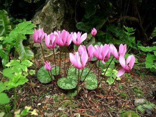 Cyclamen purpurascens