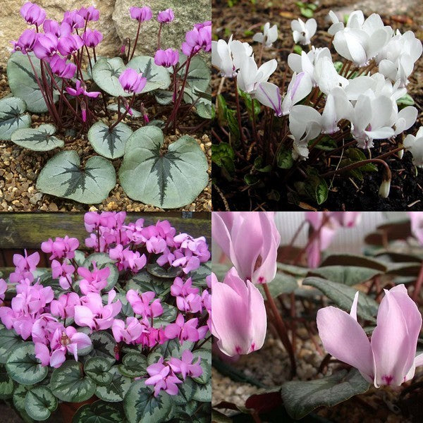 Cyclamen Collectie